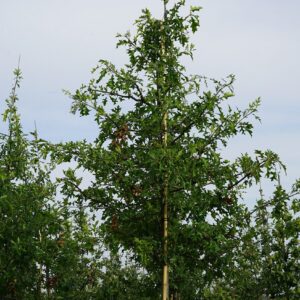 Дуб болотный "Quercus palustris"