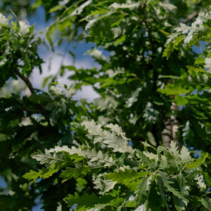 Дуб австрийский "Quercus cerris"