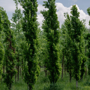 Дуб черешчатый "Фастигиата Костер" Quercus robur "Fastigiata Koster"