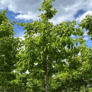 Дуб красный "Quercus rubra"