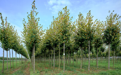 Липа европейская «Паллида» Tilia europaea «Palida»