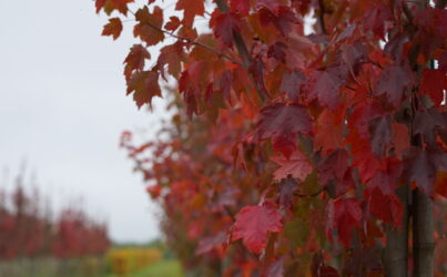Клен красный «Сан Валлей» Acer rubrum «Sun Valley»