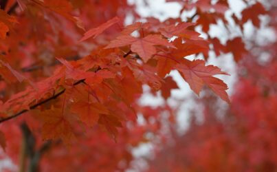 Клен красный «Сомерсет»/Acer rubrum Somerset»