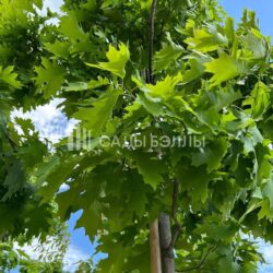 🌳 «Учись у них — у дуба, у березы…» (Афанасий Фет)